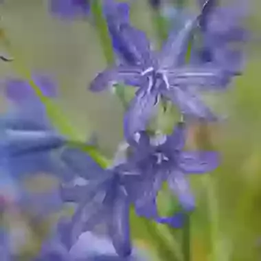Tataricum
